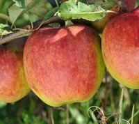 Borsdorf æble